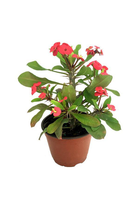 Christ Plant-Euphorbia Milii - Plantsworld.ae - {{ varient.name }}