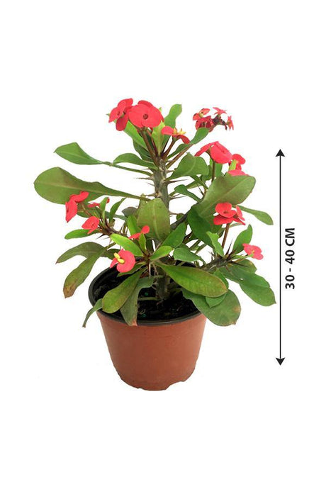 Christ Plant-Euphorbia Milii - Plantsworld.ae - {{ varient.name }}