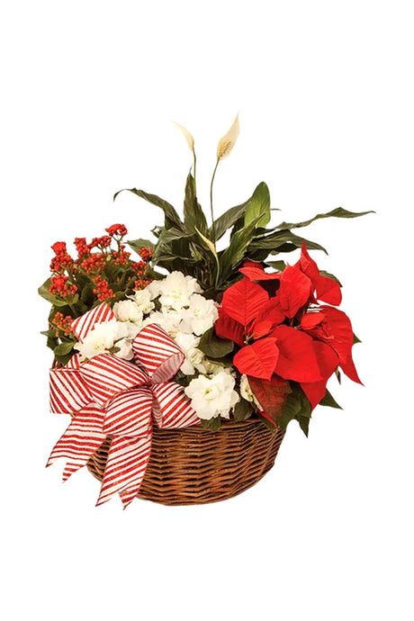 Christmas Gift - Pristine Poinsettia Plant – Vibrant red Poinsettia in decorative pot, perfect for gifting this Christmas season.