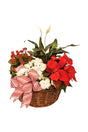 Christmas Gift - Pristine Poinsettia Plant – Vibrant red Poinsettia in decorative pot, perfect for gifting this Christmas season.