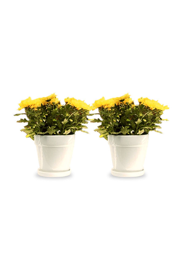 Buy One Get One -Chrysanthemum Indicum- Indoor Flowering Plant
