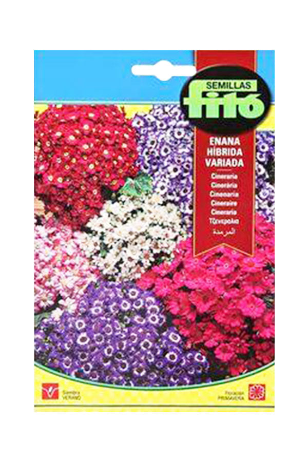 Fito Cineraria Dwarf Hybrid Mix (50 mg) seeds for vibrant, colorful garden flowers. Available at Plantsworld.ae