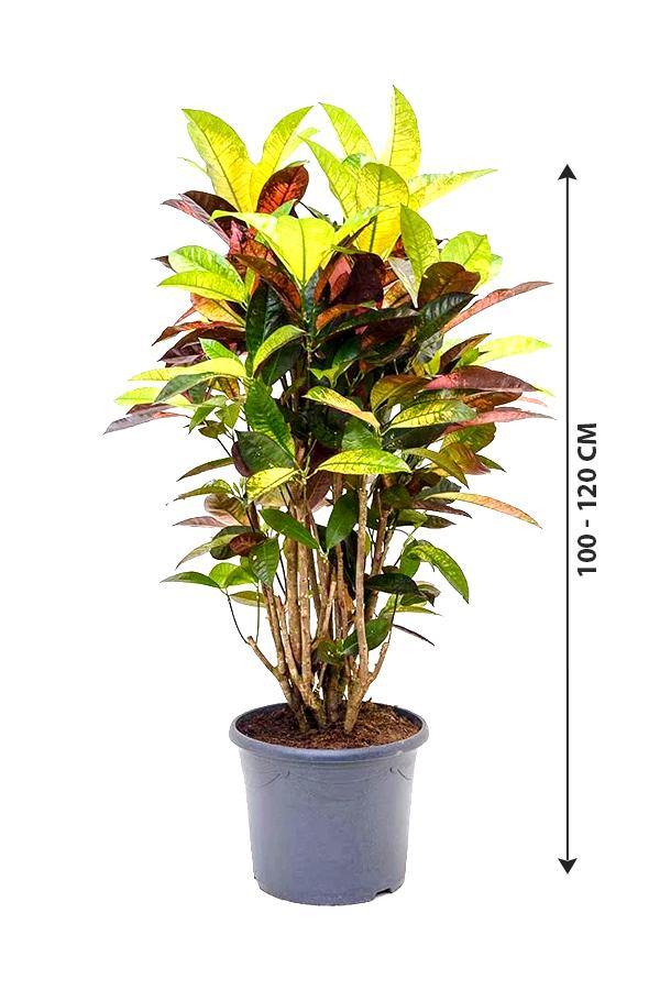 Codiaeum Iceton Croton - Evergreen Indoor Plant - Codiaeum Iceton Croton - Evergreen Indoor Plant - Plantsworld.ae
