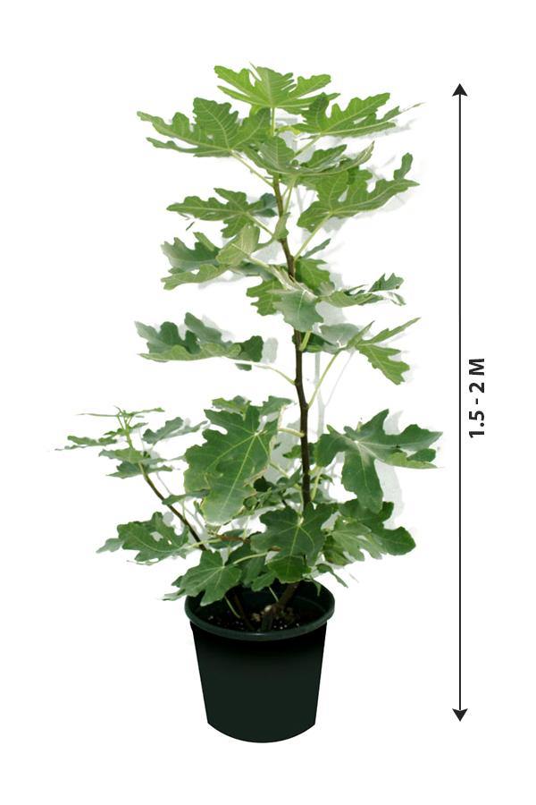 Common Fig-Ficus Carica - Plantsworld.ae - {{ varient.name }}