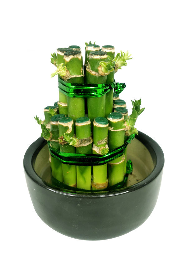 Premium Office Combo Package