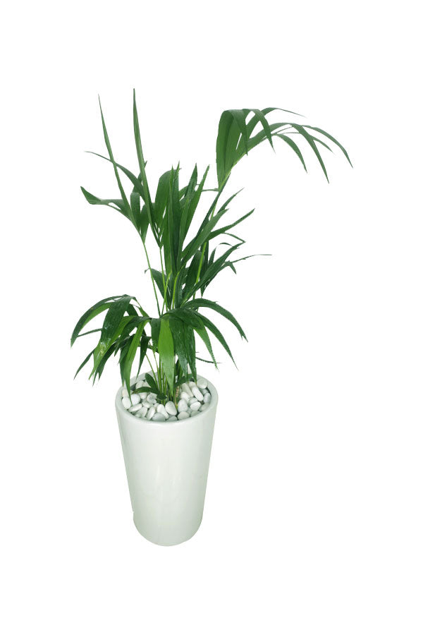 Golden Office Combo Package