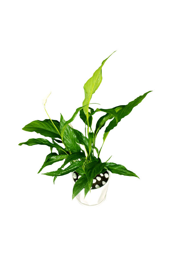 Titanium Office Combo Package