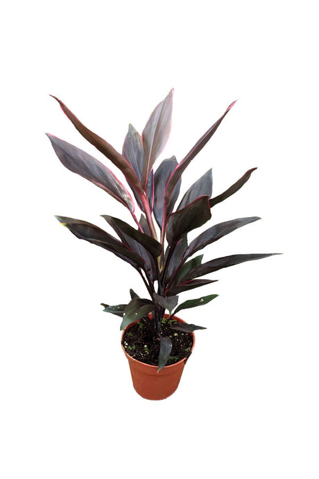 Cordyline - Fruticosa Tango