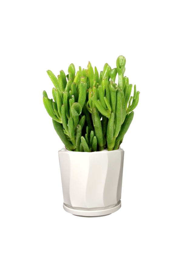 Premium Combo Package-Health Club