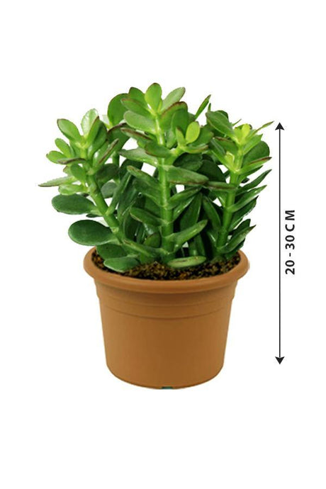 Crassula Ovata - Dollar Plant - Crassula Ovata - Dollar Plant - Plantsworld.ae