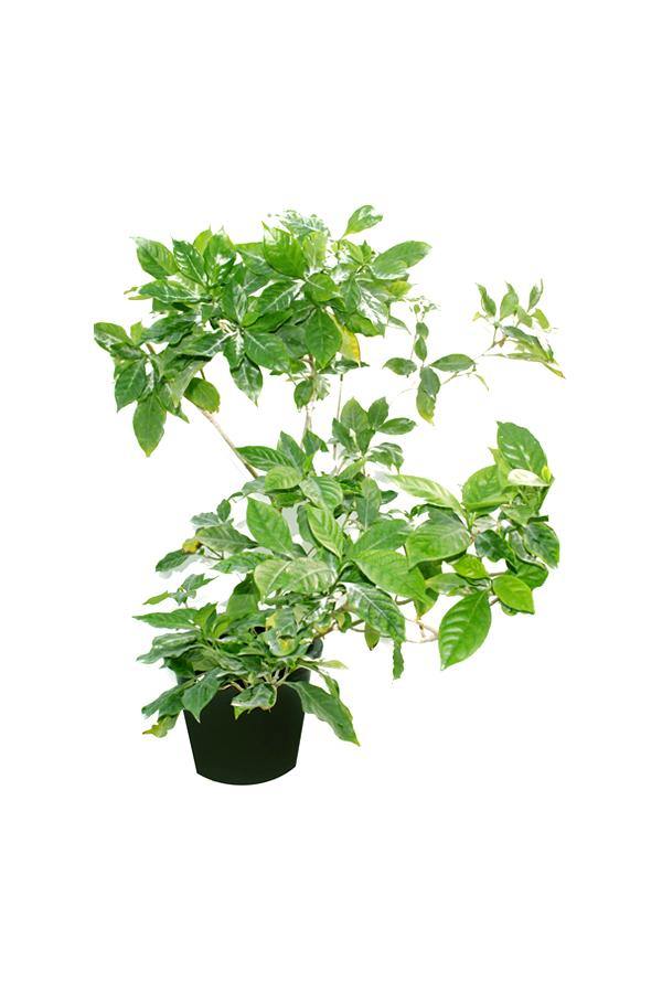 Crepe Jasmine-Tabernaemontana Divaricata - Plantsworld.ae - {{ varient.name }}