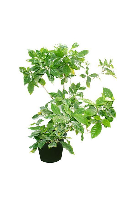 Crepe Jasmine-Tabernaemontana Divaricata - Plantsworld.ae - {{ varient.name }}