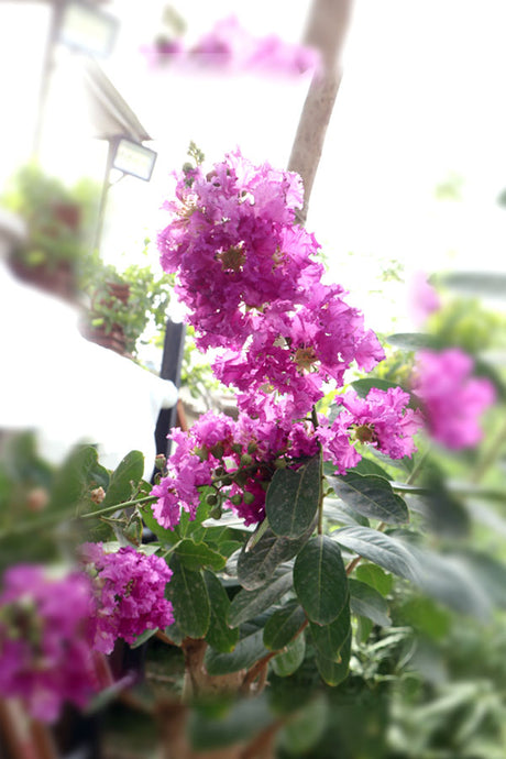 Crepe Myrtle Outdoor Flowering Plant with Colorful Blooms in Pink, Red, and Purple