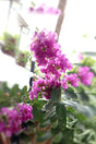 Crepe Myrtle Outdoor Flowering Plant with Colorful Blooms in Pink, Red, and Purple