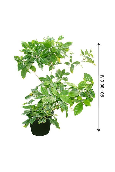 Crepe Jasmine-Tabernaemontana Divaricata - Plantsworld.ae - {{ varient.name }}