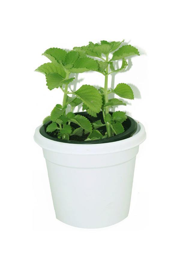 Fresh Cuban Oregano (Plectranthus Amboinicus) herb with aromatic green leaves growing in a decorative planter.