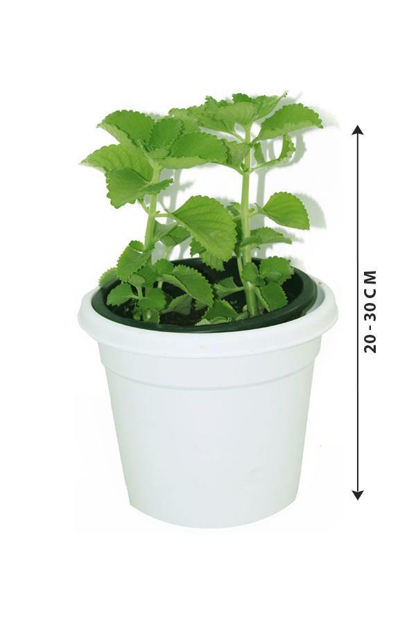 Cuban Oregano-Plectranthus Amboinicus - Plantsworld.ae - {{ varient.name }}