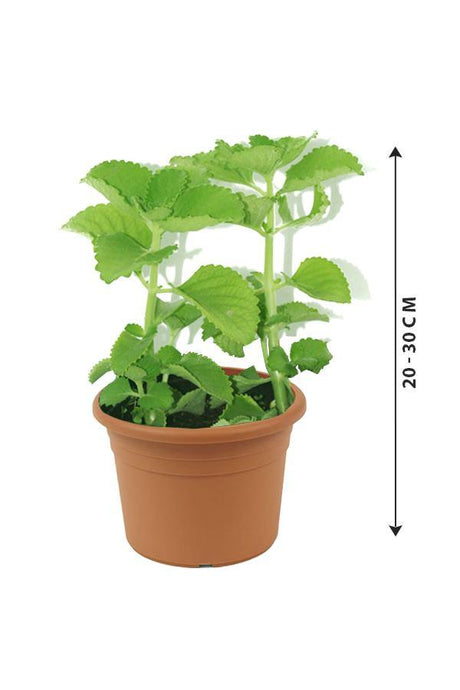 Cuban Oregano-Plectranthus Amboinicus - Plantsworld.ae - {{ varient.name }}