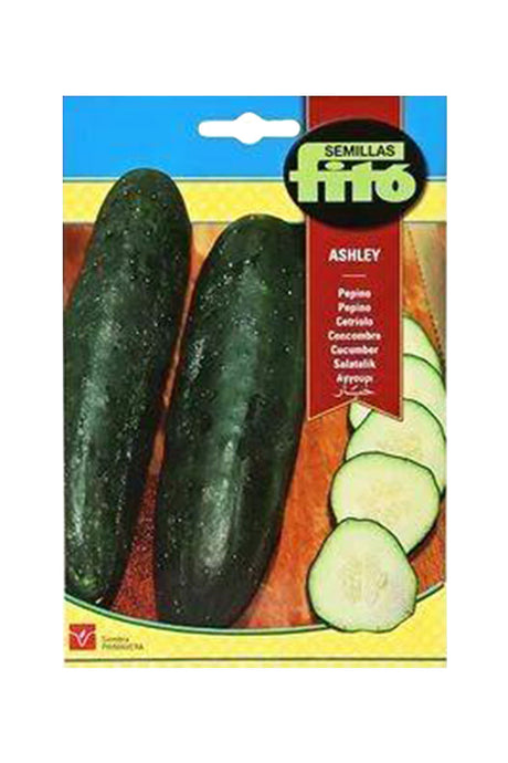 Fito Cucumber Ashley seeds for growing fresh and crisp cucumbers in your garden. Available at Plantsworld.ae