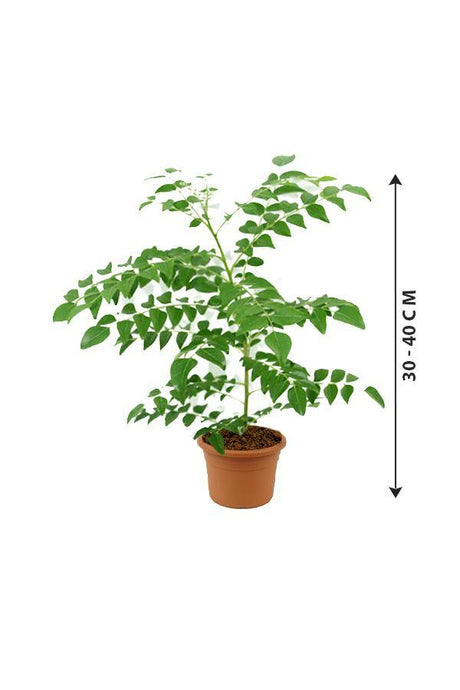 Curry leaf tree - Murraya Koenigii - Plantsworld.ae - {{ varient.name }}