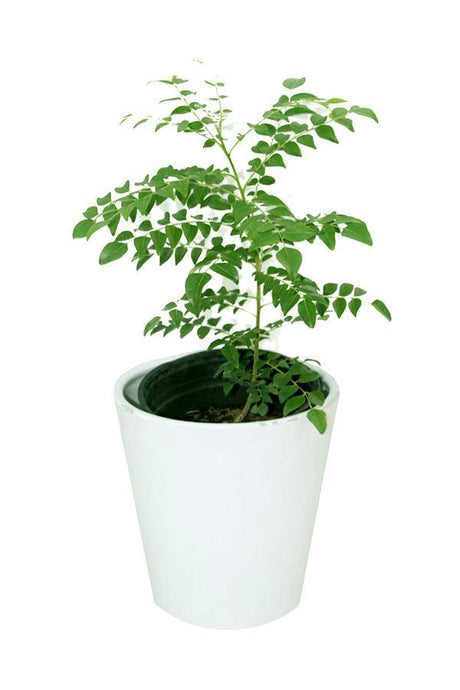 Curry leaf tree - Murraya Koenigii - Plantsworld.ae - {{ varient.name }}