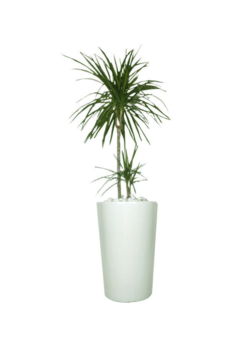 Dracaena Marginata Dragon Tree Office Plant - Buy Indoor Plants Online at Plantsworld.ae