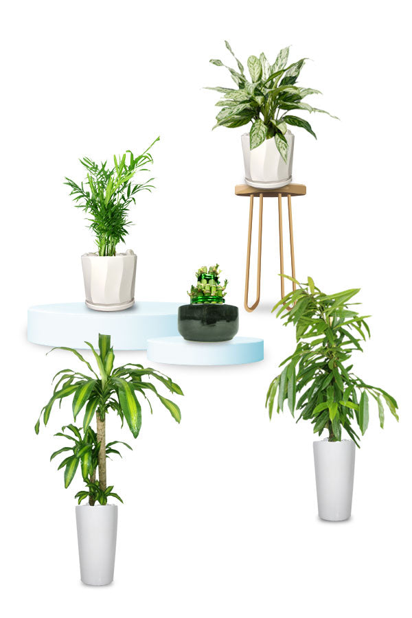 Premium Office Combo Package