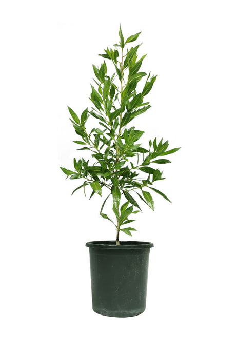 Damas Tree – Conocarpus Lancifolius Growing Outdoors in UAE Landscape
