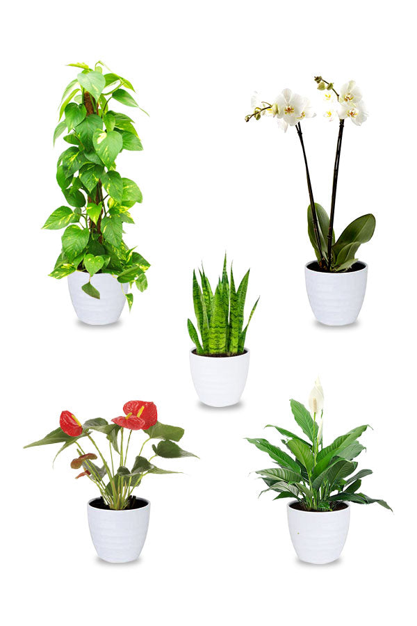 Decorative Indoor fresh Plants Combo online Set of 5 Plantsworld.ae