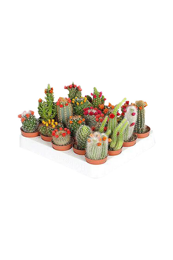 Decorative Cactus Combo Plants - Plant Set (Set of 20) for Home Décor at Plantsworld.ae