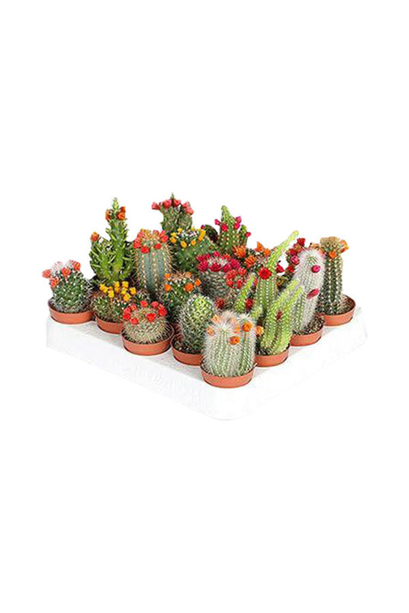 Decorative Cactus Combo Plants - Plant Set (Set of 20) for Home Décor at Plantsworld.ae