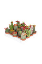 Decorative Cactus Combo Plants - Plant Set (Set of 20) for Home Décor at Plantsworld.ae