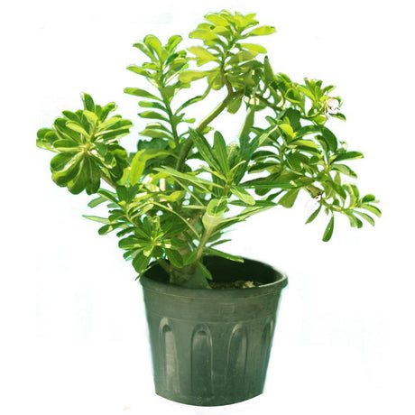 Desert Rose-Adenium Obesum - Plantsworld.ae - {{ varient.name }}