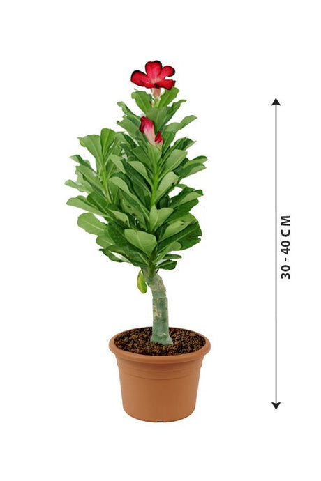 Desert Rose-Adenium Obesum - Plantsworld.ae - {{ varient.name }}