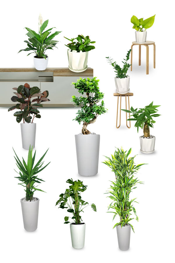 Diamond Office Combo Package