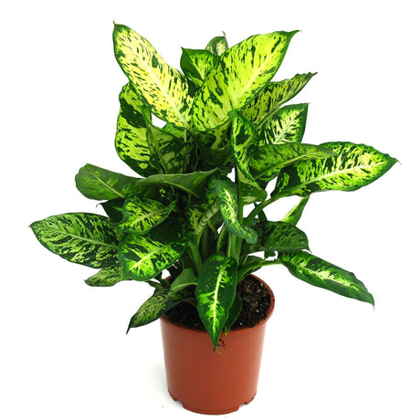 Dieffenbachia Compacta - Dieffenbachia Seguine