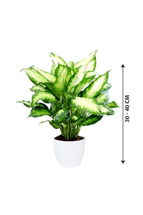 Dieffenbachia Camilla - Dumb Cane - Dieffenbachia Camilla - Dumb Cane - Plantsworld.ae