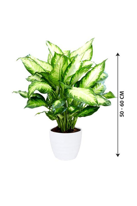 Dieffenbachia Camilla - Dumb Cane - Dieffenbachia Camilla - Dumb Cane - Plantsworld.ae