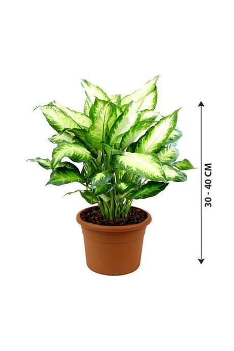 Dieffenbachia Camilla - Dumb Cane - Dieffenbachia Camilla - Dumb Cane - Plantsworld.ae