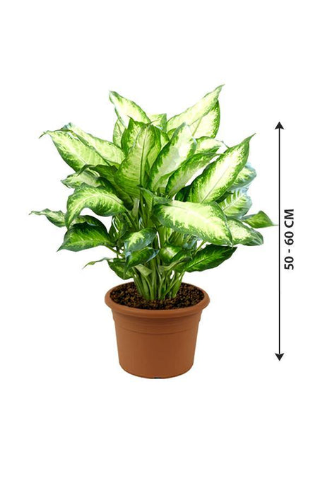Dieffenbachia Camilla - Dumb Cane - Dieffenbachia Camilla - Dumb Cane - Plantsworld.ae