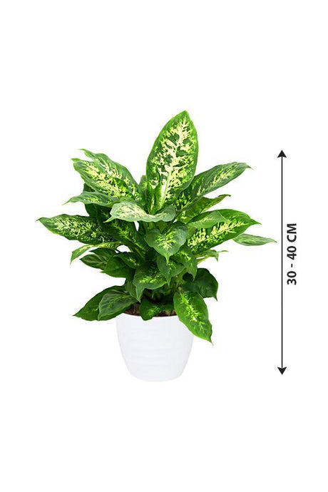 Dieffenbachia Compacta - Dieffenbachia Seguine - Dieffenbachia Compacta - Dieffenbachia Seguine - Plantsworld.ae