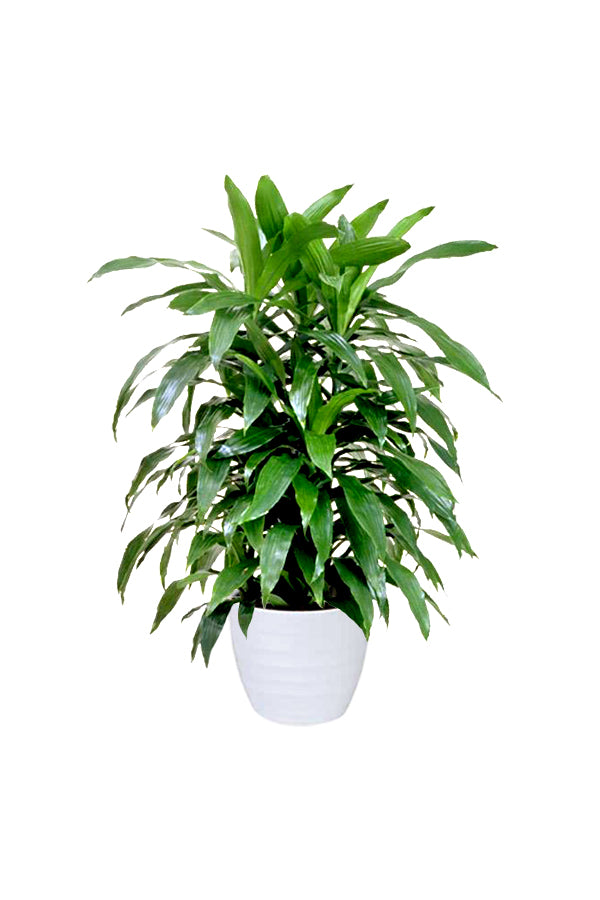 Dracaena Art - Non-Flowering Indoor Plant with Graceful Green Foliage