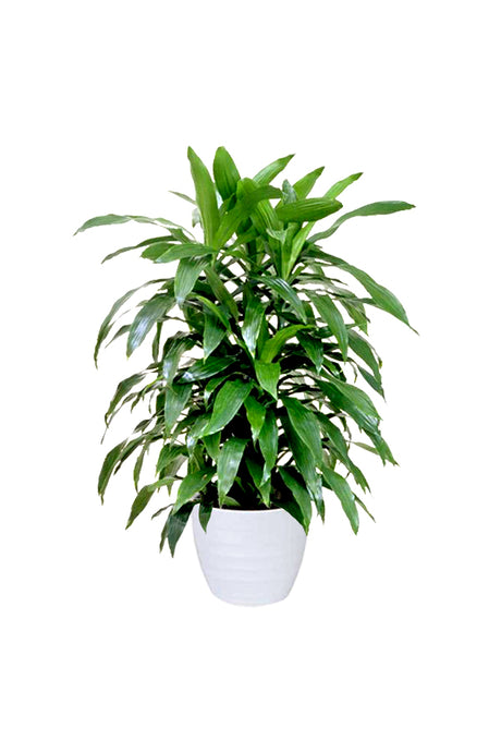 Dracaena Art - Non-Flowering Indoor Plant with Graceful Green Foliage