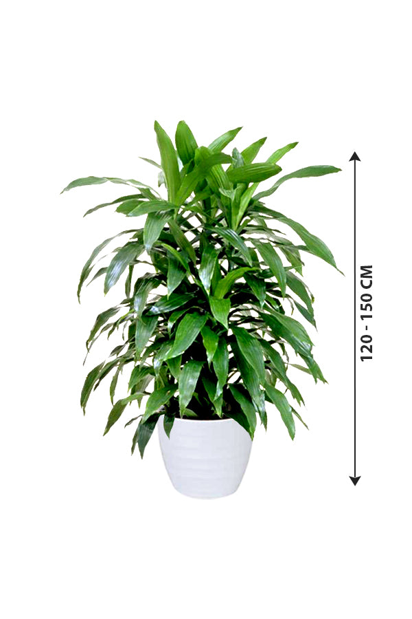 Dracaena Art - Non Flowering Indoor Plant