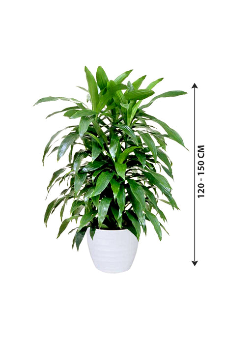 Dracaena Art - Non Flowering Indoor Plant