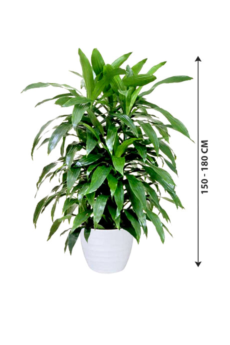 Dracaena Art - Non Flowering Indoor Plant