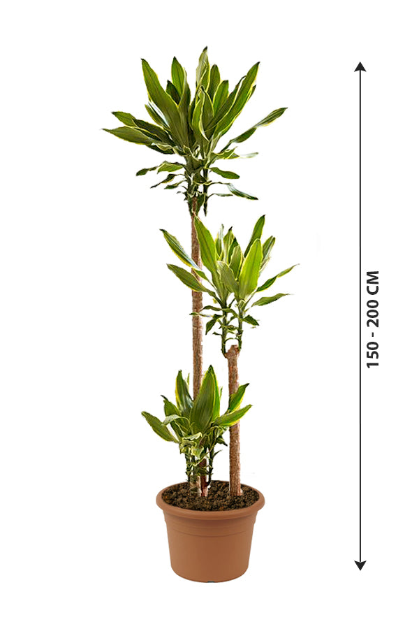 Dracaena Gold Coast - Indoor Plant
