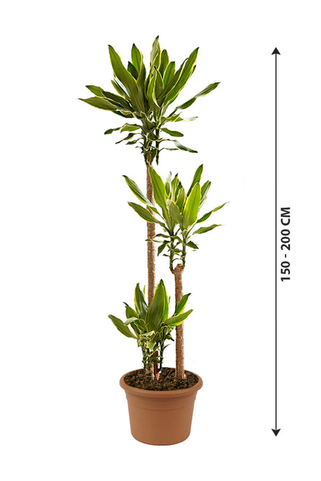 Dracaena Gold Coast - Indoor Plant