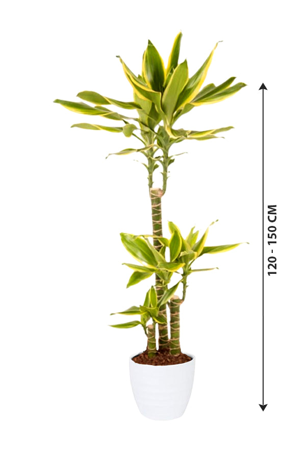 Dracaena Gold Coast - Indoor Plant