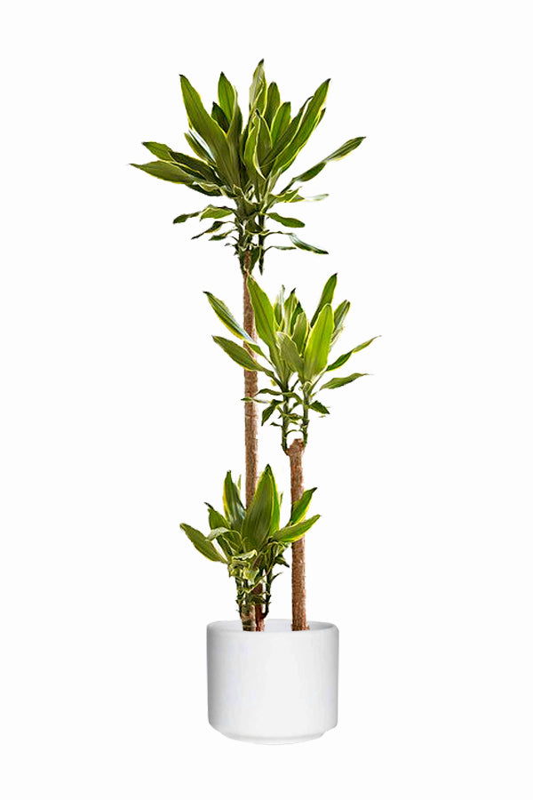 Dracaena Gold Coaast Plant in White Ceramic Pot